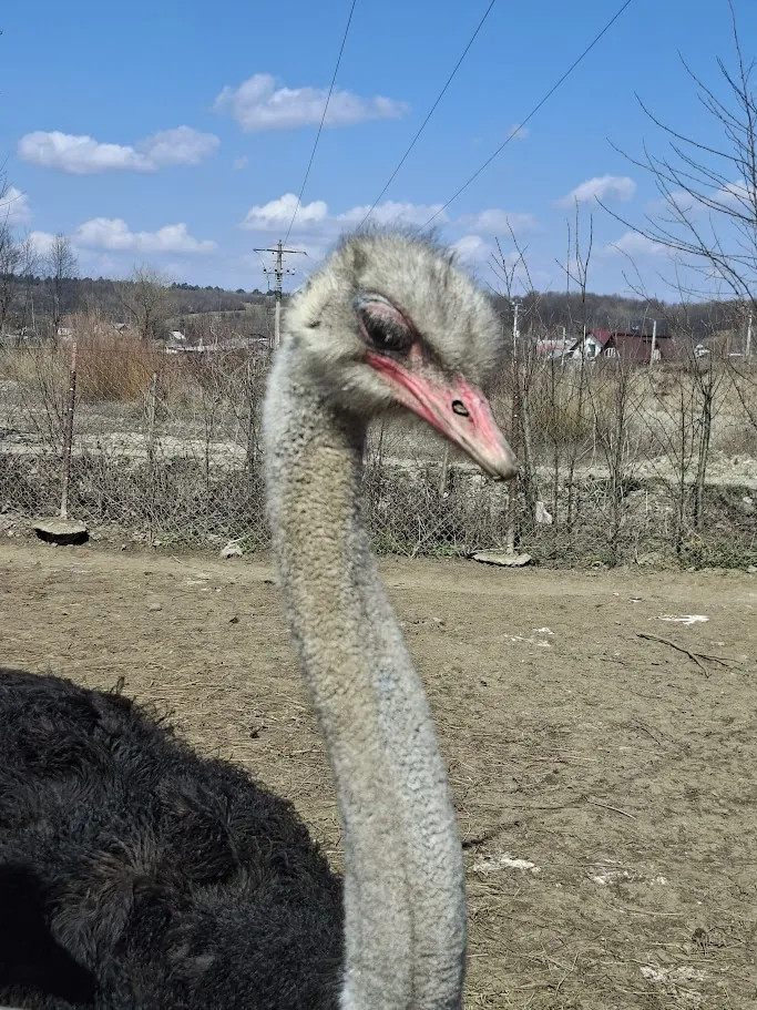 Struț la mini-ferma de animale de la La Teodor – Raiul Lavandei, cu capul vizibil