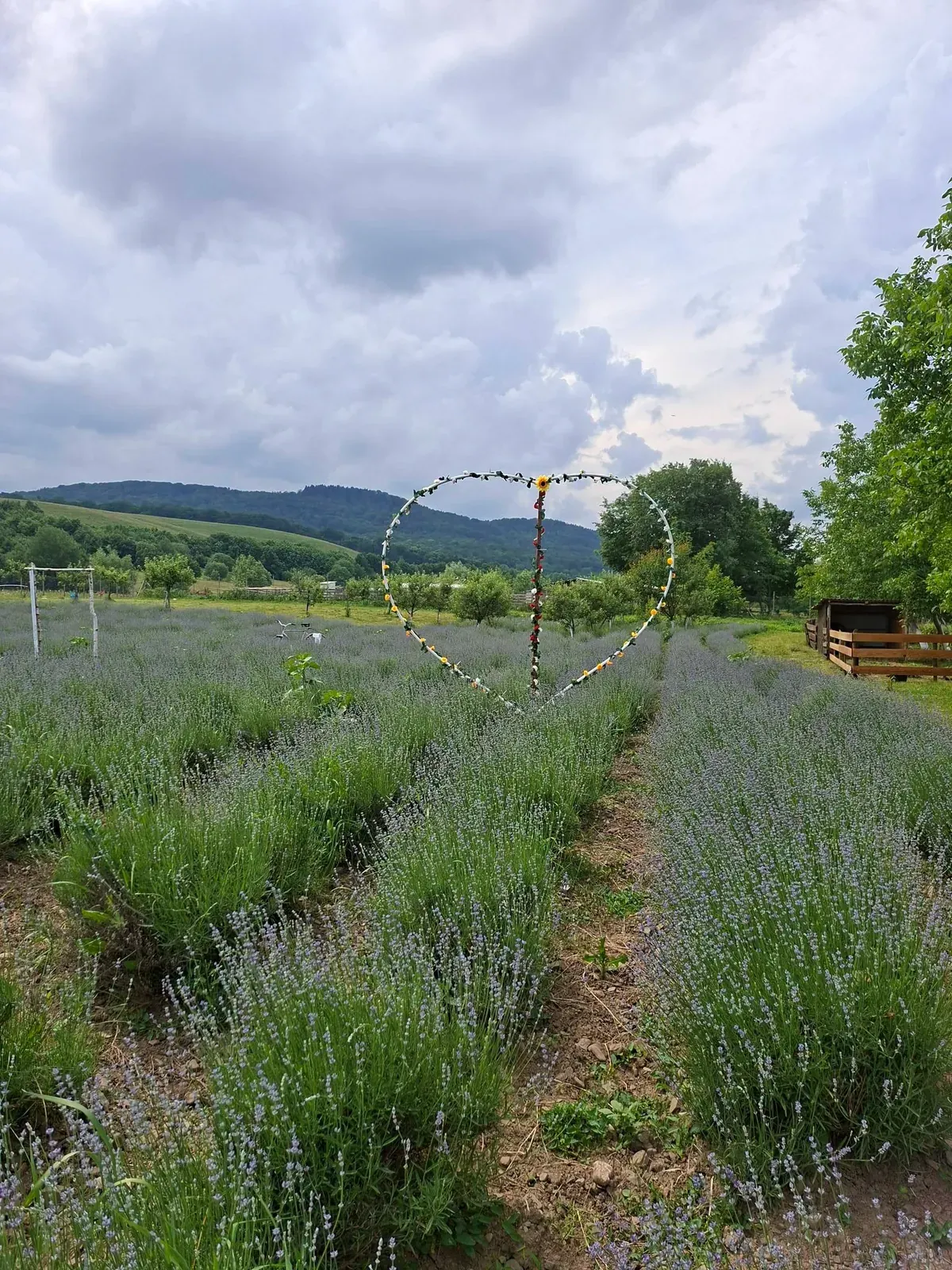 Rânduri de lavandă mov în floare, cu o vizitatoare culegând un buchet