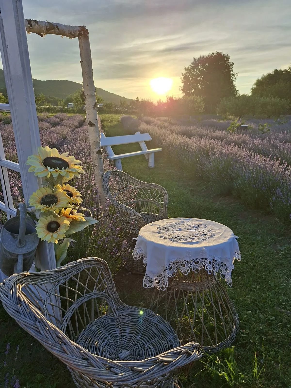 Măsuță cu față de masă dantelată și fotolii din răchită între rândurile de lavandă, la apus